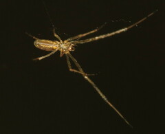 Tetragnatha