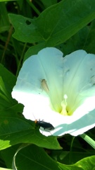 Epicauta atrata
