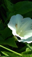 Epicauta atrata