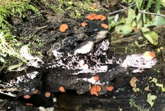 Scutellinia