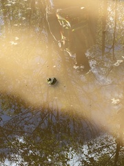 Lithobates clamitans