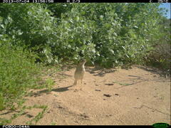 Anthus australis
