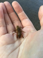 Gryllotalpa australis