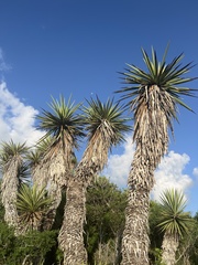 Yucca treculiana