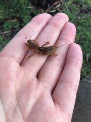 Gryllotalpa australis