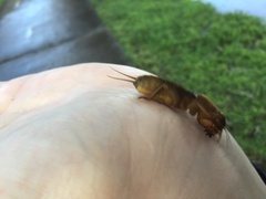 Gryllotalpa australis