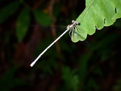 Zygoptera