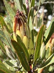 Protea burchellii
