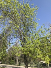 Robinia pseudoacacia