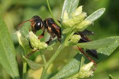 Isodontia exornata