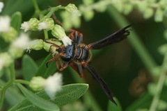 Isodontia exornata