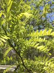 Robinia pseudoacacia