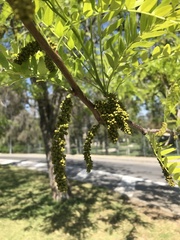 Robinia pseudoacacia