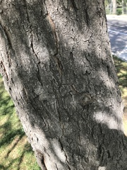 Robinia pseudoacacia