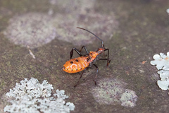Leptoglossus phyllopus