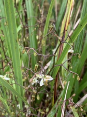 Dianella caerulea producta