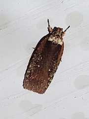 Agonopterix clemensella