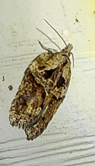 Acleris celiana