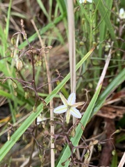 Dianella caerulea producta