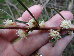 Hakea carinata