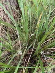 Dianella caerulea producta