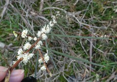 Hakea carinata