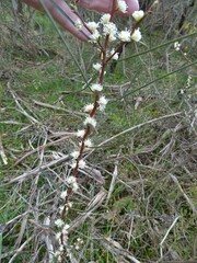 Hakea carinata