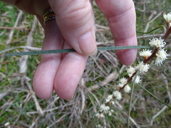 Hakea carinata