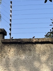 Lagonosticta rubricata