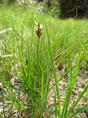 Carex divisa