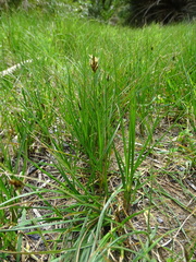 Carex divisa