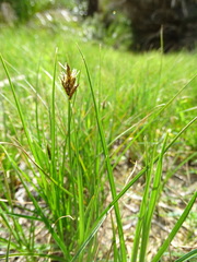 Carex divisa