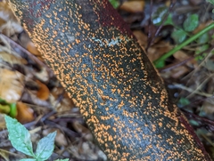 Nectria cinnabarina