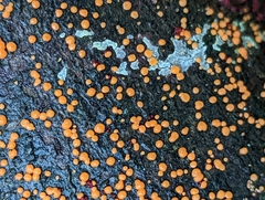 Nectria cinnabarina