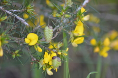 Pultenaea acerosa