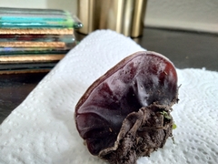 Auricularia