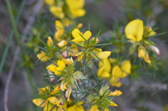 Pultenaea acerosa