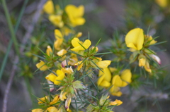 Pultenaea acerosa
