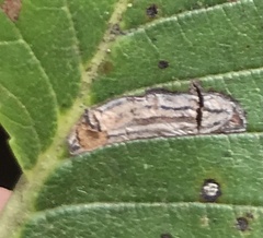 Stigmella apicialbella