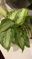 Aglaonema