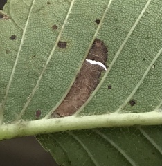 Stigmella apicialbella