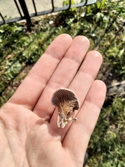 Schizophyllum commune