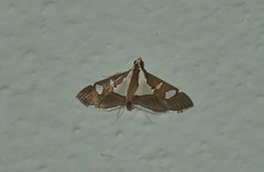 Glyphodes bicolor