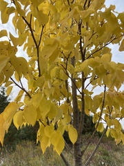Tilia americana