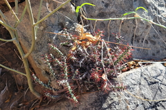 Euphorbia aeruginosa