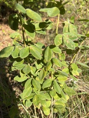 Lespedeza hirta