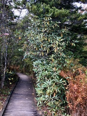 Rhododendron maximum