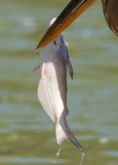 Ictalurus furcatus