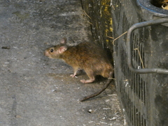 Rattus norvegicus