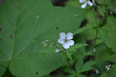 Geranium richardsonii